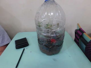 Terrário da família