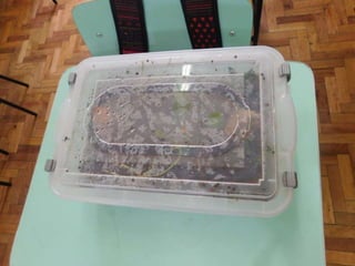 Terrário da família