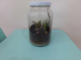 Terrário da família