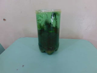 Terrário da família