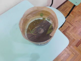 Terrário da família