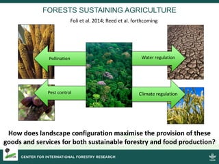 IMPACTS OF AGRARIAN CHANGE
• Indonesia: Major dietary transition towards processed
foods which has major impact on nutrition and health
status
• Bangladesh: Agroforestry seen as an important
livelihoods strategy but only for those with secure tenure
• Ethiopia: Loss of forest has led to increased poverty
due to loss of common grazing land and access to
fuelwood
• Cameroon: Annexation of land for oil palm concessions
has resulted in land displacement and encroachment
into protected areas. Threatens future regional food
security.
• Zambia: Heavy policy emphasis on agriculture for food
security at expense of forests. Loss of safety-net
function
• Burkina Faso: Recurring droughts are increasingly
common and income from forest products (timber,
fuelwood and NTFPs) are important safety-net to
purchase food during dry periods. Continued forest loss
will further jeopardise future adaptation strategies
 