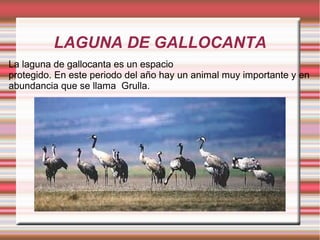LAGUNA DE GALLOCANTA
La laguna de gallocanta es un espacio
protegido. En este periodo del año hay un animal muy importante y en
abundancia que se llama Grulla.
 