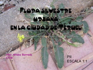 Alba Altaba Barreda  CT2B PII ESCALA 1:1 