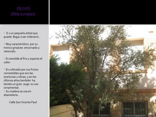 E s un pequeño árbol que puede  llegar a ser milenario . Muy característico  por su tronco grisáceo  encorvado y retorcido. Es sensible al frio y soporta el calor. Es cultivado por sus frutos comestibles que son las aceitunas u olivas, y en los  últimos años también  ha tenido un gran  auge  su uso ornamental. Su madera se usa en ebanistería . Calle San Vicente Paul 
