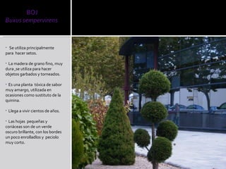 Se utiliza principalmente para  hacer setos. La madera de grano fino, muy dura ,se utiliza para hacer  objetos garbados y torneados. Es una planta  tóxica de sabor muy amargo, utilizada en ocasiones como sustituto de la  quinina. Llega a vivir cientos de años. Las hojas  pequeñas y coriáceas son de un verde oscuro brillante, con los bordes un poco enrolladlos y  peciolo muy corto. 