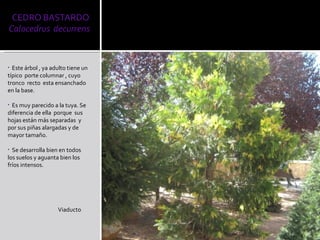 Este árbol , ya adulto tiene un típico  porte columnar , cuyo tronco  recto  esta ensanchado en la base. Es muy parecido a la tuya. Se diferencia de ella  porque  sus hojas están más separadas  y por sus piñas alargadas y de mayor tamaño. Se desarrolla bien en todos los suelos y aguanta bien los fríos intensos. Viaducto  