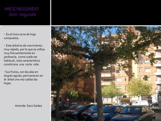 Es el único arce de hoja compuesta. Este árbol es de crecimiento  muy rápido, por lo que se utiliza muy frecuentemente en jardinería;  como suele ser habitual , esta característica condiciona  una  corta  vida . Sus frutos, con las alas en ángulo agudo, permanecen en el  árbol una vez caídas las hojas. Avenida  Sanz Gadea 