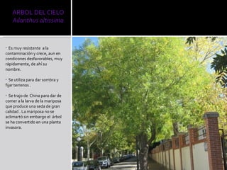 Es muy resistente  a la contaminación y crece, aun en condicones desfavorables, muy rápidamente, de ahí su nombre. Se utiliza para dar sombra y fijar terrenos . Se trajo de  China para dar de comer a la larva de la mariposa  que produce una seda de gran calidad . La mariposa no se aclimartó sin embargo el  árbol se ha convertido en una planta  invasora. 