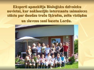 Eksperti apmeklēja Bioloģisko dzīvnieku novietni, kur noklausījās interesantu saimnieces stāstu par daudzu trušu šķirnēm, zelta vistiņām un slaveno suni basetu Lordu.   