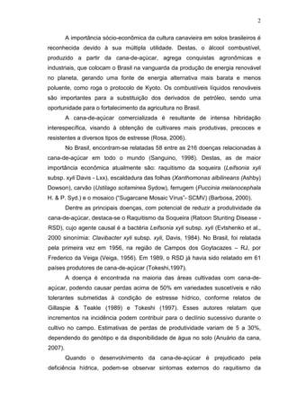 2
A importância sócio-econômica da cultura canavieira em solos brasileiros é
reconhecida devido à sua múltipla utilidade. Destas, o álcool combustível,
produzido a partir da cana-de-açúcar, agrega conquistas agronômicas e
industriais, que colocam o Brasil na vanguarda da produção de energia renovável
no planeta, gerando uma fonte de energia alternativa mais barata e menos
poluente, como roga o protocolo de Kyoto. Os combustíveis líquidos renováveis
são importantes para a substituição dos derivados de petróleo, sendo uma
oportunidade para o fortalecimento da agricultura no Brasil.
A cana-de-açúcar comercializada é resultante de intensa hibridação
interespecífica, visando à obtenção de cultivares mais produtivas, precoces e
resistentes a diversos tipos de estresse (Rosa, 2006).
No Brasil, encontram-se relatadas 58 entre as 216 doenças relacionadas à
cana-de-açúcar em todo o mundo (Sanguino, 1998). Destas, as de maior
importância econômica atualmente são: raquitismo da soqueira (Leifsonia xyli
subsp. xyli Davis - Lxx), escaldadura das folhas (Xanthomonas albilineans (Ashby)
Dowson), carvão (Ustilago scitaminea Sydow), ferrugem (Puccinia melanocephala
H. & P. Syd.) e o mosaico (“Sugarcane Mosaic Vírus”- SCMV) (Barbosa, 2000).
Dentre as principais doenças, com potencial de reduzir a produtividade da
cana-de-açúcar, destaca-se o Raquitismo da Soqueira (Ratoon Stunting Disease -
RSD), cujo agente causal é a bactéria Leifsonia xyli subsp. xyli (Evtshenko et al.,
2000 sinonímia: Clavibacter xyli subsp. xyli, Davis, 1984). No Brasil, foi relatada
pela primeira vez em 1956, na região de Campos dos Goytacazes – RJ, por
Frederico da Veiga (Veiga, 1956). Em 1989, o RSD já havia sido relatado em 61
países produtores de cana-de-açúcar (Tokeshi,1997).
A doença é encontrada na maioria das áreas cultivadas com cana-de-
açúcar, podendo causar perdas acima de 50% em variedades suscetíveis e não
tolerantes submetidas à condição de estresse hídrico, conforme relatos de
Gillaspie & Teakle (1989) e Tokeshi (1997). Esses autores relatam que
incrementos na incidência podem contribuir para o declínio sucessivo durante o
cultivo no campo. Estimativas de perdas de produtividade variam de 5 a 30%,
dependendo do genótipo e da disponibilidade de água no solo (Anuário da cana,
2007).
Quando o desenvolvimento da cana-de-açúcar é prejudicado pela
deficiência hídrica, podem-se observar sintomas externos do raquitismo da
 