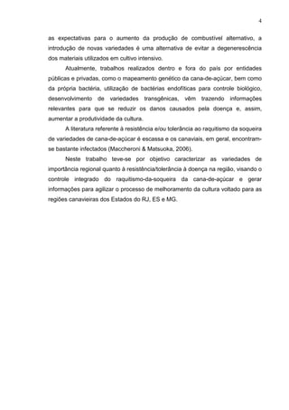 4
as expectativas para o aumento da produção de combustível alternativo, a
introdução de novas variedades é uma alternativa de evitar a degenerescência
dos materiais utilizados em cultivo intensivo.
Atualmente, trabalhos realizados dentro e fora do país por entidades
públicas e privadas, como o mapeamento genético da cana-de-açúcar, bem como
da própria bactéria, utilização de bactérias endofíticas para controle biológico,
desenvolvimento de variedades transgênicas, vêm trazendo informações
relevantes para que se reduzir os danos causados pela doença e, assim,
aumentar a produtividade da cultura.
A literatura referente à resistência e/ou tolerância ao raquitismo da soqueira
de variedades de cana-de-açúcar é escassa e os canaviais, em geral, encontram-
se bastante infectados (Maccheroni & Matsuoka, 2006).
Neste trabalho teve-se por objetivo caracterizar as variedades de
importância regional quanto à resistência/tolerância à doença na região, visando o
controle integrado do raquitismo-da-soqueira da cana-de-açúcar e gerar
informações para agilizar o processo de melhoramento da cultura voltado para as
regiões canavieiras dos Estados do RJ, ES e MG.
 