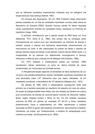 11
que se obtiveram resultados experimentais indicando que um patógeno era
responsável por essa doença (Steindl, 1961).
Em Campos dos Goytacazes - RJ, em 1956, Frederico Veiga, observando
plantas suspeitas em um lote de variedades importadas, concluiu estar diante do
Raquitismo da Soqueira (RSD). Quando inoculou extrato do xilema daquelas
canas supostamente doentes em variedades locais, reproduziu os sintomas do
raquitismo (Veiga, 1956).
A princípio, acreditava-se que o agente causal do RSD fosse um vírus
(Matsuoka, 1971; Davis et al., 1980). Isso porque não se conseguia isolar
microrganismos em cultura pura que reproduzissem os sintomas da doença e
também porque a doença era facilmente disseminada mecanicamente via
instrumentos de corte. A alta infectividade do extrato de folhas e bainhas de
plantas doentes capaz de infectar novas plantas, mesmo diluído 25000 vezes, e a
incapacidade de se associar um determinado microrganismo à doença,
reforçavam a idéia de que a doença era de etiologia viral (Cardoso, 1986).
Em 1973, Gillaspie e colaboradores (citado por Cardoso, 1986)
visualizaram células bacterianas na seiva do xilema extraído de canas
contaminadas, em microscópio de contraste de fase.
A infecção/colonização depende da densidade de talos bacterianos de Lxx
na seiva e da resistência/tolerância varietal. Variedades resistentes necessitam de
uma densidade maior (108
células/ml) para que sejam infectadas. Já em
variedades suscetíveis, a densidade é de 104
células/ml (Gillaspie et al., 1973).
Na década de 1980, Davis e colaboradores conseguiram isolar pela
primeira vez a bactéria associada ao raquitismo da soqueira em meio de cultura.
Os testes de patogenicidade foram feitos com oito isolados da bactéria em cultura
pura provenientes de plantas de cana-de-açúcar doentes de diferentes regiões:
Brasil, Japão, Estados Unidos e África do Sul. Os oito isolados causaram
sintomas de RSD em plantas da variedade CP 44-101 e foram reisolados
posteriormente. Davis e colaboradores, em 1984, classificaram a bactéria
associada ao RSD no grupo das bactérias corineformes, denominando a espécie:
Clavibacter xyli subsp. xyli. Posteriormente, a bactéria foi reclassificada como
Leifsonia xyli subsp. xyli (Evtushenko et al., 2000).
 