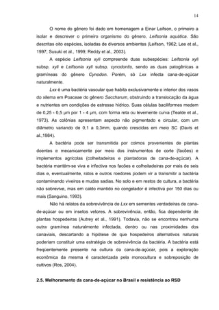 14
O nome do gênero foi dado em homenagem a Einar Leifson, o primeiro a
isolar e descrever o primeiro organismo do gênero, Leifsonia aquática. São
descritas oito espécies, isoladas de diversos ambientes (Leifson, 1962; Lee et al.,
1997; Susuki et al., 1999; Reddy et al., 2003).
A espécie Leifsonia xyli compreende duas subespécies: Leifsonia xyli
subsp. xyli e Leifsonia xyli subsp. cynodontis, sendo as duas patogênicas a
gramíneas do gênero Cynodon. Porém, só Lxx infecta cana-de-açúcar
naturalmente.
Lxx é uma bactéria vascular que habita exclusivamente o interior dos vasos
do xilema em Poaceae do gênero Saccharum, obstruindo a translocação da água
e nutrientes em condições de estresse hídrico. Suas células baciliformes medem
de 0,25 - 0,5 µm por 1 - 4 µm, com forma reta ou levemente curva (Teakle et al.,
1973). As colônias apresentam aspecto não pigmentado e circular, com um
diâmetro variando de 0,1 a 0,3mm, quando crescidas em meio SC (Davis et
al.,1984).
A bactéria pode ser transmitida por colmos provenientes de plantas
doentes e mecanicamente por meio dos instrumentos de corte (facões) e
implementos agrícolas (colheitadeiras e plantadoras de cana-de-açúcar). A
bactéria mantém-se viva e infectiva nos facões e colheitadeiras por mais de seis
dias e, eventualmente, ratos e outros roedores podem vir a transmitir a bactéria
contaminando viveiros e mudas sadias. No solo e em restos de cultura, a bactéria
não sobrevive, mas em caldo mantido no congelador é infectiva por 150 dias ou
mais (Sanguino, 1993).
Não há relatos da sobrevivência de Lxx em sementes verdadeiras de cana-
de-açúcar ou em insetos vetores. A sobrevivência, então, fica dependente de
plantas hospedeiras (Autrey et al., 1991). Todavia, não se encontrou nenhuma
outra gramínea naturalmente infectada, dentro ou nas proximidades dos
canaviais, descartando a hipótese de que hospedeiros alternativos naturais
poderiam constituir uma estratégia de sobrevivência da bactéria. A bactéria está
freqüentemente presente na cultura da cana-de-açúcar, pois a exploração
econômica da mesma é caracterizada pela monocultura e sobreposição de
cultivos (Ros, 2004).
2.5. Melhoramento da cana-de-açúcar no Brasil e resistência ao RSD
 