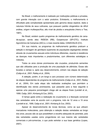 15
No Brasil, o melhoramento é realizado por instituições públicas e privadas,
com grande interação com o setor produtivo. Entretanto, o melhoramento é
dificultado pela complexidade apresentada pelo genoma dessa espécie, dada a
natureza híbrida de seus cultivares, que possuem padrão citogenético de difícil
análise, origem multiespecífica, alto nível de ploidia e aneuploidia (Heinz e Tew,
1987).
No Brasil, existem quatro programas de melhoramento genético de cana-
de-açúcar, sendo eles: RIDESA (RB), Coopersucar (SP-CTC), Instituto
Agronômico de Campinas (IAC) e, o mais recente deles, CANAVIALIS (CV).
Em sua maioria, os programas de melhoramento genético praticam a
seleção e clonagem de genótipos superiores de populações segregantes obtidas
através de cruzamentos sexuais entre indivíduos diferentes, visando à resistência
as doenças mais importantes e predominantes, com diferentes estratégias e
métodos.
Todos os anos clones promissores são cruzados, produzindo sementes
que são utilizadas para a produção de uma população de plântulas. Essas são
levadas a campo e, após seu desenvolvimento, entram nas etapas de seleção
(Calija et al., 2001; Rattey et al., 2004).
A seleção, porém, é um longo e caro processo com número determinado
de etapas dependentes do programa de melhoramento (Calija et al., 2001; Rattey
et al., 2004). Em cada etapa são realizadas avaliações que permitem a
identificação dos clones promissores, que passarão para a fase seguinte e
apenas uma pequena porcentagem chega até as etapas finais (Landell et al.,
1999; Calija, 2001; Kimbeng & Cox, 2003).
O tempo gasto entre a realização do cruzamento e a liberação comercial
das variedades varia de acordo com o programa, indo de 12 anos a 15 anos
(Landell et al., 1999, Calija et al., 2001; Kimbeng & Cox, 2003).
Apesar do desenvolvimento de novas técnicas, como as que utilizam
marcadores moleculares, para obtenção e seleção destas variedades ao longo
dos anos, poucas são as que possibilitam a escolha adequada de parentais, pois
das variedades usadas como progenitores em sua maioria são variedades
comerciais e pré-comercias, o que pode estreitar a sua base genética (Lopes,
2007).
 