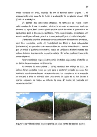23
mada espessa de areia, seguido de um B textural denso (Figura 1). O
espaçamento entre sulco foi de 1,40m e a adubação de pré-plantio foi com NPK
(0-30-15) a 500 kg/ha.
Os colmos das variedades utilizadas na formação do viveiro foram
selecionados de áreas comerciais, eliminando os que apresentavam qualquer
sintoma ou injúria, bem como a parte apical e basal do colmo. A parte basal foi
aproveitada para a detecção do patógeno. Para essa detecção, foi realizado um
ensaio sorológico, a fim de garantir a presença do patógeno no material vegetal.
O ensaio foi disposto em blocos casualizados com delineamento em faixas,
com três repetições, sendo 40 (variedades) por bloco e duas subparcelas
(tratamentos). As parcelas foram constituídas por quatro linhas de cinco metros
por um metro e quarenta centímetros. Todas as variedades tiveram metade dos
colmos tratados termicamente e a outra metade não sofreu qualquer tratamento
antes do plantio.
Foram realizadas inspeções trimestrais em todas as parcelas, anotando-se
os dados de germinação e perfilhamento.
Na colheita da cana planta (1° corte), realizada em março de 2007, os
colmos foram cortados rentes ao solo para a posterior brotação da soca. Foi
realizada uma limpeza da área para permitir uma boa brotação da soca e no mês
de outubro a área foi molhada com uma lamina de água de 10 mm devido a
grande estiagem na região. A colheita da soca (2° c orte) foi realizada em
dezembro de 2007.
Figura 1: (a) Vista lateral do local do plantio. (b) Vista frontal do local do plantio.
(a)(a) (b)
 