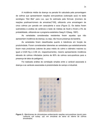 26
A incidência média da doença na parcela foi calculada pela porcentagem
de colmos que apresentaram reações soro-positivas (coloração azul) no teste
sorológico “Dot Blot” para Lxx, que foi estimada pela fórmula: [(número de
reações positivas/número de amostras)*100], utilizando uma amostragem de
cinco colmos por parcela em cana-planta e soca (Figura 2). Os dados foram
submetidos à análise de variância e teste de médias de Scott e Knott a 5% de
probabilidade, utilizando-se o programa estatístico Saeg 9.1(Saeg, 1997).
As variedades consideradas resistentes foram aquelas que não
apresentam incidência da doença, ou seja, não houve presença da bactéria.
As variedades foram classificadas quanto à tolerância em função da
produtividade. Foram consideradas tolerantes as variedades que estatisticamente
foram mais produtivas (valores de peso médio do colmo e diâmetro maiores ou
igual a 0,520 Kg e 2,58 cm, respectivamente), mesmo apresentando incidência
elevada de colmos infectados (acima de 80% de colmos soro-positivos para a
presença de talos do patógeno).
Foi realizada análise de correlação simples entre a variável associada à
doença e as variáveis associadas à produtividade de campo e industrial.
Figura 2 - Membranas de nitrocelulose evidenciando reações soro-positivas (azuis) para
Leifsonia xyli subsp. xyli, em amostras de seiva do xilema de colmos
amostrados.
 