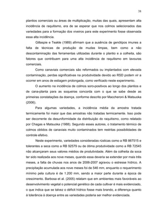 38
plantios comerciais ou áreas de multiplicação, muitas das quais, apresentam alta
incidência de raquitismo, era de se esperar que nos colmos selecionados das
variedades para a formação dos viveiros para este experimento fosse observada
essa alta incidência.
Gillaspie e Teakle (1989) afirmam que a ausência de genótipos imunes a
falta de técnicas de produção de mudas limpas, bem como a não
descontaminação das ferramentas utilizadas durante o plantio e a colheita, são
fatores que contribuem para uma alta incidência de raquitismo em lavouras
comerciais.
Como canaviais comerciais são reformados ou implantados com elevada
contaminação, perdas significativas na produtividade devido ao RSD podem vir a
ocorrer em anos de estiagem prolongada, como verificado neste experimento.
O aumento na incidência de colmos soro-positivos ao longo dos plantios e
de cana-planta para as soqueiras concorda com o que se sabe desde as
primeiras constatações da doença, conforme descrito por Maccheroni & Matsuoka
(2006).
Para algumas variedades, a incidência média da amostra tratada
termicamente foi maior que das amostras não tratadas termicamente. Isso pode
ser decorrente da desuniformidade da distribuição do raquitismo, como relatado
por Chagas e Matsuoka (1988). Segundo esses autores, o tratamento térmico de
colmos obtidos de canaviais muito contaminados tem restritas possibilidades de
controle efetivo.
Neste experimento, variedades consideradas rústicas como a RB 867515 e
tolerantes a seca como a RB 92579 ou de ótima produtividade como a RB 72545
não alcançaram seus valores médios de produtividade. Além da colheita da soca
ter sido realizada aos nove meses, quando essa deveria se extender por mais três
meses, a falta de chuvas nos anos de 2006-2007 agravou o estresse hídrico. A
precipitação acumulada aos nove meses foi de 546 mm, enquanto o requerimento
mínimo pela cultura é de 1.200 mm, sendo a maior parte durante a época de
crescimento. Barbosa et al. (2005) relatam que em ambientes mais favoráveis ao
desenvolvimento vegetal o potencial genético de cada cultivar é mais evidenciado,
o que indica que se talvez o déficit hídrico fosse mais brando, a diferença quanto
à tolerância à doença entre as variedades poderia ser melhor evidenciada.
 