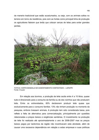 166
da maneira tradicional que estão acostumados, ou seja, com os animais soltos no
terreno em torno da residência, pois com as hortas como principal linha de produção
os agricultores falaram que terão que colocar cercas de telas para evitar grandes
perdas.
FOTO 6: HORTA MANDALA NO ASSENTAMENTO CONTESTADO – LAPA/PR
Fonte: O autor
Em relação aos bovinos, a produção de leite oscila entre 4 a 10 litros, quase
tudo é direcionado para o consumo da família ou de dos vizinhos que não produzem
leite. Entre os entrevistados, 60% declararam produzir leite quase que
exclusivamente para o consumo familiar, 13% não tinham produção no momento da
pesquisa, embora tivessem animais. A produção tem sido considerada baixa, pois
reflete a falta de alternativa para comercialização, principalmente por questões
relacionadas a preços baixos e exigências sanitárias. O investimento na produção
de leite foi realizado até aproximadamente o ano de 2006-2007 mas os preços
baixos pagos por lacticínios da região não incentivavam esta atividade, além de
causar uma excessiva dependência em relação a estas empresas e suas políticas
 