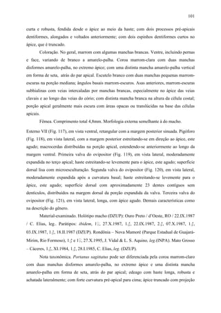 101

curta e robusta, fendida desde o ápice ao meio da haste; com dois processos pré-apicais
dentiformes, alongados e voltados anteriormente; com dois espinhos dentiformes curtos no
ápice, que é truncado.
       Coloração. No geral, marrom com algumas manchas brancas. Ventre, incluindo pernas
e face, variando de branco a amarelo-palha. Coroa marrom-clara com duas manchas
disformes amarelo-palha, no extremo ápice; com uma distinta mancha amarelo-palha vertical
em forma de seta, atrás do par apical. Escutelo branco com duas manchas pequenas marrom-
escuras na porção mediana; ângulos basais marrom-escuros. Asas anteriores, marrom-escuras
subhialinas com veias intercaladas por manchas brancas, especialmente no ápice das veias
clavais e ao longo das veias do cório; com distinta mancha branca na altura da célula costal;
porção apical geralmente mais escura com áreas opacas ou translúcidas na base das células
apicais.
       Fêmea. Comprimento total 4,8mm. Morfologia externa semelhante à do macho.

Esterno VII (Fig. 117), em vista ventral, retangular com a margem posterior sinuada. Pigóforo
(Fig. 118), em vista lateral, com a margem posterior estreitando-se em direção ao ápice, este
agudo; macrocerdas distribuídas na porção apical, estendendo-se anteriormente ao longo da
margem ventral. Primeira valva do ovipositor (Fig. 119), em vista lateral, moderadamente
expandida no terço apical; haste estreitando-se levemente para o ápice, este agudo; superfície
dorsal lisa com microesculturação. Segunda valva do ovipositor (Fig. 120), em vista lateral,
moderadamente expandida após a curvatura basal; haste estreitando-se levemente para o
ápice, este agudo; superfície dorsal com aproximadamente 23 dentes contíguos sem
dentículos, distribuídos na margem dorsal da porção expandida da valva. Terceira valva do
ovipositor (Fig. 121), em vista lateral, longa, com ápice agudo. Demais características como
na descrição do gênero.
       Material-examinado. Holótipo macho (DZUP): Ouro Preto / d’Oeste, RO / 22.IX.1987
/ C. Elias, leg.. Parátipos: ibidem, 1♀, 27.X.1987, 1♂, 22.IX.1987, 2♂, 07.X.1987, 1♂,
03.IX.1987, 1♂, 18.II.1987 (DZUP). Rondônia – Nova Mamoré (Parque Estadual de Guajará-
Mirim, Rio Formoso), 1♂ e 1♀, 27.X.1995, J. Vidal & L. S. Aquino, leg.(INPA). Mato Grosso
– Cáceres, 1♂, XI.1984, 1♂, 28.I.1985, C. Elias, leg. (DZUP).
       Nota taxonômica. Portanus sagittatus pode ser diferenciada pela coroa marrom-claro
com duas manchas disformes amarelo-palha, no extremo ápice e uma distinta mancha
amarelo-palha em forma de seta, atrás do par apical; edeago com haste longa, robusta e
achatada lateralmente; com forte curvatura pré-apical para cima; ápice truncado com projeção
 
