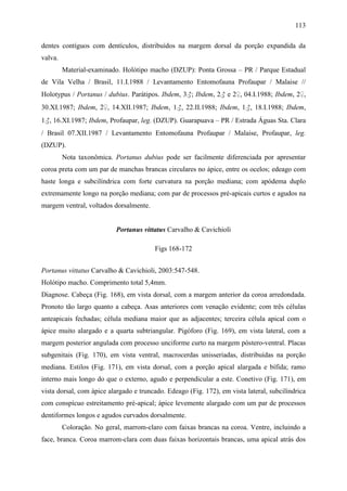113

dentes contíguos com dentículos, distribuídos na margem dorsal da porção expandida da
valva.
         Material-examinado. Holótipo macho (DZUP): Ponta Grossa – PR / Parque Estadual
de Vila Velha / Brasil, 11.I.1988 / Levantamento Entomofauna Profaupar / Malaise //
Holotypus / Portanus / dubius. Parátipos. Ibdem, 3♂; Ibdem, 2♂ e 2♀, 04.I.1988; Ibdem, 2♀,
30.XI.1987; Ibdem, 2♀, 14.XII.1987; Ibdem, 1♂, 22.II.1988; Ibdem, 1♂, 18.I.1988; Ibdem,
1♂, 16.XI.1987; Ibdem, Profaupar, leg. (DZUP). Guarapuava – PR / Estrada Águas Sta. Clara
/ Brasil 07.XII.1987 / Levantamento Entomofauna Profaupar / Malaise, Profaupar, leg.
(DZUP).
         Nota taxonômica. Portanus dubius pode ser facilmente diferenciada por apresentar
coroa preta com um par de manchas brancas circulares no ápice, entre os ocelos; edeago com
haste longa e subcilíndrica com forte curvatura na porção mediana; com apódema duplo
extremamente longo na porção mediana; com par de processos pré-apicais curtos e agudos na
margem ventral, voltados dorsalmente.


                           Portanus vittatus Carvalho & Cavichioli

                                        Figs 168-172


Portanus vittatus Carvalho & Cavichioli, 2003:547-548.
Holótipo macho. Comprimento total 5,4mm.
Diagnose. Cabeça (Fig. 168), em vista dorsal, com a margem anterior da coroa arredondada.
Pronoto tão largo quanto a cabeça. Asas anteriores com venação evidente; com três células
anteapicais fechadas; célula mediana maior que as adjacentes; terceira célula apical com o
ápice muito alargado e a quarta subtriangular. Pigóforo (Fig. 169), em vista lateral, com a
margem posterior angulada com processo unciforme curto na margem póstero-ventral. Placas
subgenitais (Fig. 170), em vista ventral, macrocerdas unisseriadas, distribuídas na porção
mediana. Estilos (Fig. 171), em vista dorsal, com a porção apical alargada e bífida; ramo
interno mais longo do que o externo, agudo e perpendicular a este. Conetivo (Fig. 171), em
vista dorsal, com ápice alargado e truncado. Edeago (Fig. 172), em vista lateral, subcilíndrica
com conspícuo estreitamento pré-apical; ápice levemente alargado com um par de processos
dentiformes longos e agudos curvados dorsalmente.
         Coloração. No geral, marrom-claro com faixas brancas na coroa. Ventre, incluindo a
face, branca. Coroa marrom-clara com duas faixas horizontais brancas, uma apical atrás dos
 
