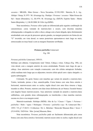 118

xavantes / BRASIL. Mato Grosso - Nova Xavantina, 23.VII.1998 / Barreira, R. L. leg..
Alótipo / Sinop, X.1975 / M. Alvarenga leg.. Parátipo / Portanus / xavantes / Mato Grosso do
Sul - Itaum (Dourados), 3♂, III.1974. M. Alvarenga leg. (DZUP). Espírito Santo - Monte
Santo (Brejetuba), 1♂, 06.III.2000, M. Félix leg.(DZRJ).
       Nota taxonômica. Portanus uhleri pode ser diferenciada pela seguinte combinação de
características: coroa variando de marrom-claro a escuro, com discretas manchas
esbranquiçadas e alongadas no sobre o disco; edeago com a haste delgada, ápice distintamente
arredondado com um par de processos apicais grandes, na margem posterior em forma de um
“U” invertido; em vista dorsal, os ramos posteriores apresentam-se mais largo no meio,
entrecruzados no terço basal e com as margens finamente serrilhadas.



                              Portanus pulchellus Linnavuori
                                           Fig. 190


Portanus pulchellus Linnavuori, 1959:51.
Holótipo sem abdome. Comprimento total 7,0mm. Cabeça e tórax. Cabeça (Fig. 190), em
vista dorsal, com a margem anterior da coroa arredondada. Pronoto mais largo do que a
cabeça. Asas anteriores com venação evanescente; com três células anteapicais fechadas;
célula mediana mais longa que as adjacentes; terceira célula apical com o ápice alargado e a
quarta subtriangular.
       Coloração. No geral, branco com manchas que variam de amarelo a marrom-claro.
Ventre, incluindo, pernas e face, amarelo-palha. Coroa branca com uma faixa estreita e
horizontal, marrom-escura entre os ocelos; região discal com uma faixa sinuosa e larga,
tocando os olhos. Pronoto, marrom com duas áreas disformes de cor branca. Escutelo branco
com ângulos basais marrom-escuros. Asas anteriores variando de amarelo a marrom-claras
subhialinas, com grandes áreas esbranquiçadas ou translúcidas e duas manchas marrom-
escuras no clavo e na margem costal.
       Material-examinado. Holótipo (MZM): Alto de La / Cruces // Typus // Portanus /
pulchellus / Holo- / typus // Holotypus / Portanus / pulchellus n.sp. / R. Linnavuori Det. /
1959 // VI ¿Ċ 17:20:51 // Collection / Dr. L. Melichar / Moravské Museum Brno // Invet. Ċ
(5114-854) / 5629-Ent. / Mor. [avian] Museum, Brno.
       Nota taxonômica. Portanus pulchellus pode ser facilmente diferenciada pela coroa
branca com uma faixa estreita e horizontal, marrom-escuro entre os ocelos; região discal com
 