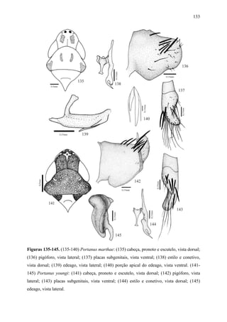 133




Figuras 135-145. (135-140) Portanus marthae: (135) cabeça, pronoto e escutelo, vista dorsal;
(136) pigóforo, vista lateral; (137) placas subgenitais, vista ventral; (138) estilo e conetivo,
vista dorsal; (139) edeago, vista lateral; (140) porção apical do edeago, vista ventral. (141-
145) Portanus youngi: (141) cabeça, pronoto e escutelo, vista dorsal; (142) pigóforo, vista
lateral; (143) placas subgenitais, vista ventral; (144) estilo e conetivo, vista dorsal; (145)
edeago, vista lateral.
 