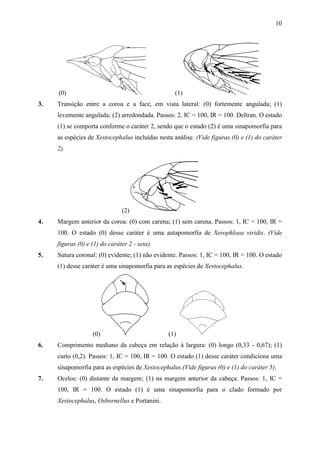 10




     (0)                                           (1)
3.   Transição entre a coroa e a face, em vista lateral: (0) fortemente angulada; (1)
     levemente angulada; (2) arredondada. Passos: 2, IC = 100, IR = 100. Deltran. O estado
     (1) se comporta conforme o caráter 2, sendo que o estado (2) é uma sinapomorfia para
     as espécies de Xestocephalus incluídas nesta análise. (Vide figuras (0) e (1) do caráter
     2).




                               (2)
4.   Margem anterior da coroa: (0) com carena; (1) sem carena. Passos: 1, IC = 100, IR =
     100. O estado (0) desse caráter é uma autapomorfia de Xerophloea viridis. (Vide
     figuras (0) e (1) do caráter 2 - seta).
5.   Sutura coronal: (0) evidente; (1) não evidente. Passos: 1, IC = 100, IR = 100. O estado
     (1) desse caráter é uma sinapomorfia para as espécies de Xestocephalus.




                   (0)                          (1)
6.   Comprimento mediano da cabeça em relação à largura: (0) longo (0,33 - 0,67); (1)
     curto (0,2). Passos: 1, IC = 100, IR = 100. O estado (1) desse caráter condiciona uma
     sinapomorfia para as espécies de Xestocephalus.(Vide figuras (0) e (1) do caráter 5).
7.   Ocelos: (0) distante da margem; (1) na margem anterior da cabeça. Passos: 1, IC =
     100, IR = 100. O estado (1) é uma sinapomorfia para o clado formado por
     Xestocephalus, Osbornellus e Portanini.
 
