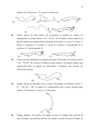 19

       espécies: ((P. bimaculatus + P. cinctus) P. filamentus).



 (0)                              (1)                          (2)




                 (3)                              (4)
43.    Estilos, aspecto do ramo interno: (0) convergente ou paralelo ao externo; (1)
       perpendicular ao externo. Passos: 2, IC = 50, IR = 88. O estado (1) desse caráter é, na
       presente análise uma sinapomorfia de um grupo de Portanus: P. aliceae, P. vittatus, P.
       dubius, P. marginatus, P. tesselatus, P. mariae, P. ocellatus, P. balli sp. nov. 02, P.
       sagittatus e P. delongi sp. nov. 03.



        (0)                                       (1)
44.    Estilos, processo dentiforme na margem pré-apical: (0) presente; (1) ausente. Passos:
       2, IC = 50, IR = 66. Acctran. O estado (1) desse caráter é, na presente análise, uma
       sinapomorfia para as espécies de Osbornellus e Portanini, com reversão em
       Osbornellus hyalinus.




                           (0)
45.    Edeago, aspecto da articulação com o conetivo: (0) distinta; (1) indistinta. Passos: 1,
       IC = 100, IR = 100. O estado (1) é sinapomórfico para o grupo formado pelas
       espécies: P. filamentus, P. cinctus e P. bimaculatus.




                                        (1)
46.    Edeago, apódema: (0) ausente; (1) simples na base; (2) simples, mais próximo da
       base; (3) duplo, mais próximo da base; (4) simples, no meio da haste; (5) duplo, no
 