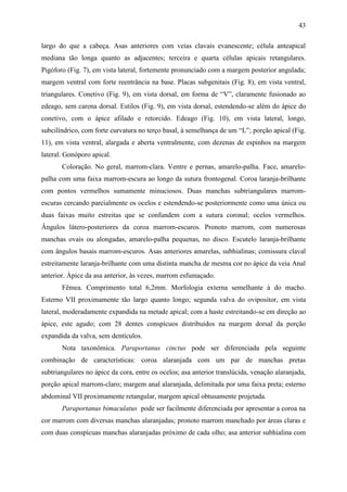 43

largo do que a cabeça. Asas anteriores com veias clavais evanescente; célula anteapical
mediana tão longa quanto as adjacentes; terceira e quarta células apicais retangulares.
Pigóforo (Fig. 7), em vista lateral, fortemente pronunciado com a margem posterior angulada;
margem ventral com forte reentrância na base. Placas subgenitais (Fig. 8), em vista ventral,
triangulares. Conetivo (Fig. 9), em vista dorsal, em forma de “V”, claramente fusionado ao
edeago, sem carena dorsal. Estilos (Fig. 9), em vista dorsal, estendendo-se além do ápice do
conetivo, com o ápice afilado e retorcido. Edeago (Fig. 10), em vista lateral, longo,
subcilíndrico, com forte curvatura no terço basal, à semelhança de um “L”; porção apical (Fig.
11), em vista ventral, alargada e aberta ventralmente, com dezenas de espinhos na margem
lateral. Gonóporo apical.
       Coloração. No geral, marrom-clara. Ventre e pernas, amarelo-palha. Face, amarelo-
palha com uma faixa marrom-escura ao longo da sutura frontogenal. Coroa laranja-brilhante
com pontos vermelhos sumamente minuciosos. Duas manchas subtriangulares marrom-
escuras cercando parcialmente os ocelos e estendendo-se posteriormente como uma única ou
duas faixas muito estreitas que se confundem com a sutura coronal; ocelos vermelhos.
Ângulos látero-posteriores da coroa marrom-escuros. Pronoto marrom, com numerosas
manchas ovais ou alongadas, amarelo-palha pequenas, no disco. Escutelo laranja-brilhante
com ângulos basais marrom-escuros. Asas anteriores amarelas, subhialinas; comissura claval
estreitamente laranja-brilhante com uma distinta mancha de mesma cor no ápice da veia Anal
anterior. Ápice da asa anterior, às vezes, marrom esfumaçado.
       Fêmea. Comprimento total 6,2mm. Morfologia externa semelhante à do macho.
Esterno VII proximamente tão largo quanto longo; segunda valva do ovipositor, em vista
lateral, moderadamente expandida na metade apical; com a haste estreitando-se em direção ao
ápice, este agudo; com 28 dentes conspícuos distribuídos na margem dorsal da porção
expandida da valva, sem dentículos.
       Nota taxonômica. Paraportanus cinctus pode ser diferenciada pela seguinte
combinação de características: coroa alaranjada com um par de manchas pretas
subtriangulares no ápice da cora, entre os ocelos; asa anterior translúcida, venação alaranjada,
porção apical marrom-claro; margem anal alaranjada, delimitada por uma faixa preta; esterno
abdominal VII proximamente retangular, margem apical obtusamente projetada.
       Paraportanus bimaculatus pode ser facilmente diferenciada por apresentar a coroa na
cor marrom com diversas manchas alaranjadas; pronoto marrom manchado por áreas claras e
com duas conspícuas manchas alaranjadas próximo de cada olho; asa anterior subhialina com
 