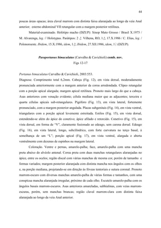44

poucas áreas opacas; área claval marrom com distinta faixa alaranjada ao longo da veia Anal
anterior; esterno abdominal VII retangular com a margem posterior retilínea.
       Material-examinado. Holótipo macho (DZUP): Sinop Mato Grosso / Brasil X.1975 /
M. Alvarenga, leg. // Holotypus. Parátipos: 2 ♂. Vilhena, RO, 1♂, 17.X.1986 / C. Elias, leg. /
Polonoroeste. Ibidem, 15.X.1986, idem, 1♂; Ibidem, 27.XII.1986, idem, 1♀ (DZUP).



              Paraportanus bimaculatus (Carvalho & Cavichioli) comb. nov.
                                             Figs 12-17


Portanus bimaculatus Carvalho & Cavichioli, 2003:553.
Diagnose. Comprimento total 6,2mm. Cabeça (Fig. 12), em vista dorsal, moderadamente
pronunciada anteriormente com a margem anterior da coroa arredondada. Clípeo retangular
com a porção apical alargada; margem apical retilínea. Pronoto mais largo do que a cabeça.
Asas anteriores com venação evidente; célula mediana maior que as adjacentes; terceira e
quarta células apicais sub-retangulares. Pigóforo (Fig. 13), em vista lateral, fortemente
pronunciado, com a margem posterior angulada. Placas subgenitais (Fig. 14), em vista ventral,
triangulares com a porção apical levemente estreitada. Estilos (Fig. 15), em vista dorsal,
estendendo-se além do ápice do conetivo; ápice afilado e retorcido. Conetivo (Fig. 15), em
vista dorsal, em forma de “V”, claramente fusionado ao edeago, sem carena dorsal. Edeago
(Fig. 16), em vista lateral, longo, subcilíndrico, com forte curvatura no terço basal, à
semelhança de um “L”; porção apical (Fig. 17), em vista ventral, alargada e aberta
ventralmente com dezenas de espinhos na margem lateral.
       Coloração. Ventre e pernas, amarelo-palha; face, amarelo-palha com uma mancha
preta abaixo do alvéolo antenal. Coroa preta com duas manchas retangulares alaranjadas no
ápice, entre os ocelos; região discal com várias manchas de mesma cor, porém de tamanho e
formas variados; margem posterior alaranjada com distinta mancha nos ângulos com os olhos
e, na porção mediana, projetando-se em direção às fóveas tentoriais e sutura coronal. Pronoto
marrom-escuro com diversas manchas amarelo-palha de várias formas e tamanhos, com uma
conspícua mancha alaranjada irregular, próximo de cada olho. Escutelo amarelo-palha com os
ângulos basais marrom-escuros. Asas anteriores amareladas, subhialinas, com veias marrom-
escuras, porém, sem manchas brancas; região claval marrom-clara com distinta faixa
alaranjada ao longo da veia Anal anterior.
 