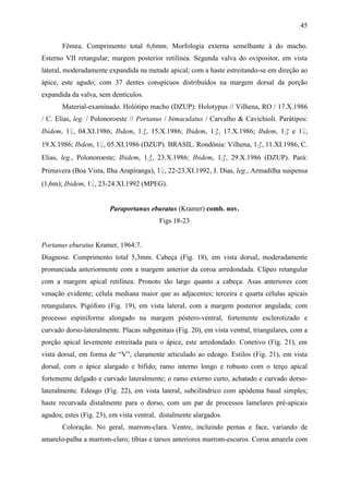 45

       Fêmea. Comprimento total 6,6mm. Morfologia externa semelhante à do macho.
Esterno VII retangular; margem posterior retilínea. Segunda valva do ovipositor, em vista
lateral, moderadamente expandida na metade apical; com a haste estreitando-se em direção ao
ápice, este agudo; com 37 dentes conspícuos distribuídos na margem dorsal da porção
expandida da valva, sem dentículos.
       Material-examinado. Holótipo macho (DZUP): Holotypus // Vilhena, RO / 17.X.1986
/ C. Elias, leg. / Polonoroeste // Portanus / bimaculatus / Carvalho & Cavichioli. Parátipos:
Ibidem, 1♀, 04.XI.1986; Ibdem, 1♂, 15.X.1986; Ibidem, 1♂, 17.X.1986; Ibdem, 1♂ e 1♀,
19.X.1986; Ibdem, 1♀, 05.XI.1986 (DZUP). BRASIL. Rondônia: Vilhena, 1♂, 11.XI.1986, C.
Elias, leg., Polonoroeste; Ibidem, 1♂, 23.X.1986; Ibidem, 1♂, 29.X.1986 (DZUP). Pará:
Primavera (Boa Vista, Ilha Arapiranga), 1♀, 22-23.XI.1992, J. Dias, leg., Armadilha suspensa
(1,6m); Ibidem, 1♀, 23-24.XI.1992 (MPEG).


                        Paraportanus eburatus (Kramer) comb. nov.
                                          Figs 18-23


Portanus eburatus Kramer, 1964:7.
Diagnose. Comprimento total 5,3mm. Cabeça (Fig. 18), em vista dorsal, moderadamente
pronunciada anteriormente com a margem anterior da coroa arredondada. Clípeo retangular
com a margem apical retilínea. Pronoto tão largo quanto a cabeça. Asas anteriores com
venação evidente; célula mediana maior que as adjacentes; terceira e quarta células apicais
retangulares. Pigóforo (Fig. 19), em vista lateral, com a margem posterior angulada; com
processo espiniforme alongado na margem póstero-ventral, fortemente esclerotizado e
curvado dorso-lateralmente. Placas subgenitais (Fig. 20), em vista ventral, triangulares, com a
porção apical levemente estreitada para o ápice, este arredondado. Conetivo (Fig. 21), em
vista dorsal, em forma de “V”, claramente articulado ao edeago. Estilos (Fig. 21), em vista
dorsal, com o ápice alargado e bífido; ramo interno longo e robusto com o terço apical
fortemente delgado e curvado lateralmente; o ramo externo curto, achatado e curvado dorso-
lateralmente. Edeago (Fig. 22), em vista lateral, subcilíndrico com apódema basal simples;
haste recurvada distalmente para o dorso, com um par de processos lamelares pré-apicais
agudos; estes (Fig. 23), em vista ventral, distalmente alargados.
       Coloração. No geral, marrom-clara. Ventre, incluindo pernas e face, variando de
amarelo-palha a marrom-claro; tíbias e tarsos anteriores marrom-escuros. Coroa amarela com
 