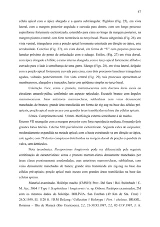 47

célula apical com o ápice alargado e a quarta subtriangular. Pigóforo (Fig. 25), em vista
lateral, com a margem posterior angulada e curvada para dentro, com um longo processo
espiniforme fortemente esclerotizado, estendido para cima ao longo da margem posterior, na
margem póstero-ventral; com forte reentrância no terço basal. Placas subgenitais (Fig. 26), em
vista ventral, triangulares com a porção apical levemente estreitada em direção ao ápice, este
arredondado. Conetivo (Fig. 27), em vista dorsal, em forma de “V” com pequeno processo
lamelar próximo do ponto de articulação com o edeago. Estilos, (Fig. 27) em vista dorsal,
com ápice alargado e bífido; o ramo interno alongado, com o terço apical fortemente afilado e
curvado para o lado à semelhança de uma garra. Edeago (Figs. 28), em vista lateral, delgado
com a porção apical fortemente curvada para cima, com dois processos lamelares triangulares
agudos, voltados posteriormente. Em vista ventral (Fig. 29), tais processos apresentam-se
membranosos, alargados e truncados; haste com apódema simples no terço basal.
       Coloração. Face, coroa e pronoto, marrom-escuros com diversas áreas ovais ou
circulares amarelo-palha, conferindo um aspecto reticulado. Escutelo branco com ângulos
marrom-escuros. Asas anteriores marrom-claras, subhialinas com veias densamente
manchadas de branco; grande área translúcida em forma de zig-zag na base das células pré-
apicais; porção apical mais escura com grandes áreas translúcidas na base das células apicais.
       Fêmea. Comprimento total 5,8mm. Morfologia externa semelhante à do macho.
Esterno VII retangular com a margem posterior com forte reentrância mediana, formando dois
grandes lobos laterais. Esterno VIII parcialmente esclerotizado. Segunda valva do ovipositor,
moderadamente expandida na metade apical; com a haste estreitando-se em direção ao ápice,
este agudo; com 29 dentes conspícuos distribuídos na margem dorsal da porção expandida da
valva, sem dentículos.
       Nota taxonômica. Paraportanus longicornis pode ser diferenciada pela seguinte
combinação de características: coroa e pronoto marrom-claros densamente manchados por
áreas claras proximamente arredondadas; asas anteriores marrom-claras, subhialinas, com
veias densamente manchadas de banco; grande área translúcida em zig-zag na base das
células pré-apicais; porção apical mais escura com grandes áreas translúcidas na base das
células apicais.
       Material-examinado. Holótipo macho (CMNH): Prov. Del Sara / Bol. Steimbach / C.
M. Acc. 5064 // Type // Scaphoideus / longicornis / n. sp. Osborn. Parátipos examinados, 2M
com os mesmos dados do holótipo. BOLÍVIA. San Esteban (49 Km de Sta. Cruz) /
26.X.1959, El. 1120 ft. //D.M DeLong / Collection // Holotype / Port. / chelatus. BRASIL.
Roraima – Ilha de Maracá (Rio Uraricoera), 2♂, 21-30.XI.1987, 2♂, 02-13.V.1987, J. A.
 
