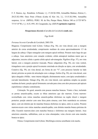 55

F. F. Ramos, leg.. Rondônia: Ji-Paraná, 1♂, 17-20.XI.1984, Armadilha Malaise; Ibidem,1♀,
20-23.XI.1984. Ouro Preto d’Oeste (Linha 62 Km 16), 2♂, 13-15.XI.1984, Armadilha
suspensa, 1,6 m (MPEG). PERU: M. de Dio, Parque Manu, Pektiza 340 m (11º55’48”S-
71º15’18”W), 1♂, 16.X.1991, M. Casagrande, leg. (DZUP) (primeiro registro).


                   Paraportanus bicornis (Carvalho & Cavichioli) comb. nov.

                                          Figs 56-60


Portanus bicornis Carvalho & Cavichioli, 2003:558.
Diagnose. Comprimento total 6,2mm. Cabeça (Fig. 56), em vista dorsal, com a margem
anterior da coroa arredondada; comprimento mediano da coroa aproximadamente 1/3 da
largura da cabeça. Clípeo retangular com margem apical retilínea. Pronoto mais largo do que
a cabeça. Asas anteriores com venação evidente; célula anteapical mediana maior que as
adjacentes; terceira célula e quarta célula apical sub-retangular. Pigóforo (Figs. 57), em vista
lateral, com a margem posterior truncada. Placas subgenitais (Fig. 58), em vista ventral,
triangulares com a porção apical levemente estreitada em direção ao ápice, este arredondado.
Conetivo (fig. 59), em vista dorsal, em forma de um “V”, com processo lamelar no lado
dorsal, próximo ao ponto de articulação com o edeago. Estilos (Fig. 59), em vista dorsal, com
ápice alargado e bífido; ramo interno delgado, distintamente maior, com ápice arredondado e
curvado lateralmente. Edeago (Fig. 60), em vista lateral, com apódema simples na porção
mediana da haste; porção apical fortemente curvada para cima com dois processos pré-apicais
espiniformes voltados ventralmente.
       Coloração. No geral, amarela com poucas manchas brancas. Ventre e face, incluindo
as pernas amarelo-palha, exceto as tíbias anteriores que são marrons. Coroa marrom-
avermelhada com várias manchas amarelo-palhas disformes na região discal e margem
posterior; porção anterior com uma faixa preta sinuosa, com forte reentrância no extremo
ápice; com um distinto par de manchas brancas disformes no ápice, entre os ocelos. Pronoto
marrom-escuro com várias manchas amarelo-palha; com distinta mancha branca próxima do
olho. Escutelo marrom-claro com manchas brancas e disformes nas margens laterais. Asas
anteriores amarelas, subhialinas, com as veias alaranjadas; veias clavais com uma mancha
branca no ápice.
       Fêmea. Comprimento total 6,8mm. Morfologia externa semelhante à do macho.
 