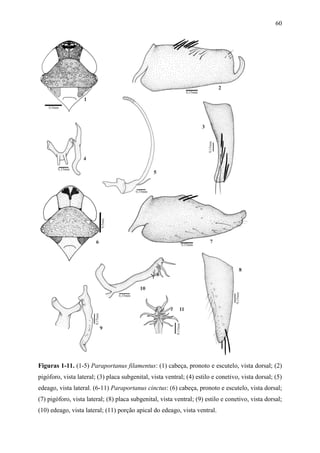 60




Figuras 1-11. (1-5) Paraportanus filamentus: (1) cabeça, pronoto e escutelo, vista dorsal; (2)
pigóforo, vista lateral; (3) placa subgenital, vista ventral; (4) estilo e conetivo, vista dorsal; (5)
edeago, vista lateral. (6-11) Paraportanus cinctus: (6) cabeça, pronoto e escutelo, vista dorsal;
(7) pigóforo, vista lateral; (8) placa subgenital, vista ventral; (9) estilo e conetivo, vista dorsal;
(10) edeago, vista lateral; (11) porção apical do edeago, vista ventral.
 