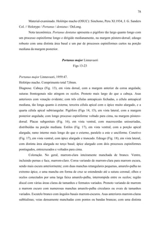 78

       Material-examinado. Holótipo macho (OSUC): Sinchono, Peru XI.1934, J. G. Sanders
Col. // Holotype / Portanus / dentatus / DeLong.
       Nota taxonômica. Portanus dentatus apresenta o pigóforo tão largo quanto longo com
um processo espiniforme longo e dirigido medianamente, na margem póstero-dorsal; edeago
robusto com uma distinta área basal e um par de processos espiniformes curtos na porção
mediana da margem posterior.


                                 Portanus major Linnavuori
                                          Figs 13-23


Portanus major Linnavuori, 1959:47.
Holótipo macho. Comprimento total 7,0mm.
Diagnose. Cabeça (Fig. 13), em vista dorsal, com a margem anterior da coroa angulada;
suturas frontogenais não atingem os ocelos. Pronoto mais largo do que a cabeça. Asas
anteriores com venação evidente; com três células anteapicais fechadas, a célula anteapical
mediana, tão longa quanto à externa; terceira célula apical com o ápice muito alargado, e a
quarta célula apical subtriangular. Pigóforo (Figs 14, 15), em vista lateral, com a margem
posterior angulada; com longo processo espiniforme voltado para cima, na margem póstero-
dorsal. Placas subgenitais (Fig. 16), em vista ventral, com macrocerdas unisseriadas,
distribuídas na porção mediana. Estilos (Fig. 17), em vista ventral, com a porção apical
alargada; ramo interno mais longo do que o externo, paralelo a este e unciforme. Conetivo
(Fig. 17), em vista ventral, com ápice alargado e truncado. Edeago (Fig. 18), em vista lateral,
com distinta área alargada no terço basal; ápice alargado com dois processos espiniformes
pontiagudos, entrecruzados e voltados para cima.
       Coloração. No geral, marrom-clara inteiramente manchada de branco. Ventre,
incluindo pernas e face, marrom-claro. Coroa variando de marrom-clara para marrom escura,
sendo mais escura anteriormente; com duas manchas retangulares pequenas, amarelo-palha no
extremo ápice, e uma mancha em forma de cruz se estendendo até a sutura coronal; olhos e
ocelos conectados por uma larga faixa amarelo-palha, interrompida entre os ocelos; região
discal com várias áreas claras de tamanhos e formatos variados. Pronoto variando de marrom
a marrom escuro com numerosas manchas amarelo-palha circulares ou ovais de tamanhos
variados. Escutelo branco com ângulos basais marrom-escuros. Asas anteriores marrom-claras
subhialinas; veias densamente manchadas com pontos ou bandas brancas; com uma distinta
 