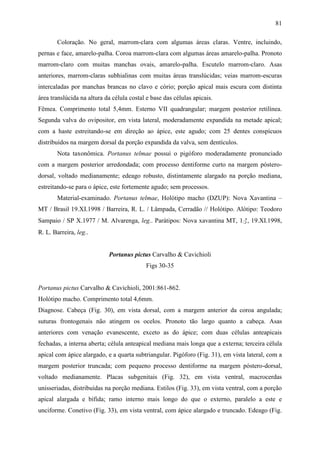 81

       Coloração. No geral, marrom-clara com algumas áreas claras. Ventre, incluindo,
pernas e face, amarelo-palha. Coroa marrom-clara com algumas áreas amarelo-palha. Pronoto
marrom-claro com muitas manchas ovais, amarelo-palha. Escutelo marrom-claro. Asas
anteriores, marrom-claras subhialinas com muitas áreas translúcidas; veias marrom-escuras
intercaladas por manchas brancas no clavo e cório; porção apical mais escura com distinta
área translúcida na altura da célula costal e base das células apicais.
Fêmea. Comprimento total 5,4mm. Esterno VII quadrangular; margem posterior retilínea.
Segunda valva do ovipositor, em vista lateral, moderadamente expandida na metade apical;
com a haste estreitando-se em direção ao ápice, este agudo; com 25 dentes conspícuos
distribuídos na margem dorsal da porção expandida da valva, sem dentículos.
       Nota taxonômica. Portanus telmae possui o pigóforo moderadamente pronunciado
com a margem posterior arredondada; com processo dentiforme curto na margem póstero-
dorsal, voltado medianamente; edeago robusto, distintamente alargado na porção mediana,
estreitando-se para o ápice, este fortemente agudo; sem processos.
       Material-examinado. Portanus telmae, Holótipo macho (DZUP): Nova Xavantina –
MT / Brasil 19.XI.1998 / Barreira, R. L. / Lâmpada, Cerradão // Holótipo. Alótipo: Teodoro
Sampaio / SP X.1977 / M. Alvarenga, leg.. Parátipos: Nova xavantina MT, 1♂, 19.XI.1998,
R. L. Barreira, leg..


                            Portanus pictus Carvalho & Cavichioli
                                           Figs 30-35


Portanus pictus Carvalho & Cavichioli, 2001:861-862.
Holótipo macho. Comprimento total 4,6mm.
Diagnose. Cabeça (Fig. 30), em vista dorsal, com a margem anterior da coroa angulada;
suturas frontogenais não atingem os ocelos. Pronoto tão largo quanto a cabeça. Asas
anteriores com venação evanescente, exceto as do ápice; com duas células anteapicais
fechadas, a interna aberta; célula anteapical mediana mais longa que a externa; terceira célula
apical com ápice alargado, e a quarta subtriangular. Pigóforo (Fig. 31), em vista lateral, com a
margem posterior truncada; com pequeno processo dentiforme na margem póstero-dorsal,
voltado medianamente. Placas subgenitais (Fig. 32), em vista ventral, macrocerdas
unisseriadas, distribuídas na porção mediana. Estilos (Fig. 33), em vista ventral, com a porção
apical alargada e bífida; ramo interno mais longo do que o externo, paralelo a este e
unciforme. Conetivo (Fig. 33), em vista ventral, com ápice alargado e truncado. Edeago (Fig.
 