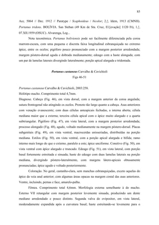 85

Acc. 5064 // Dec. 1912 // Paratype / Scaphoideus / bicolor; 2♂, Idem, 1913 (CMNH).
Portanus tridens. BOLÍVIA. San Steban (49 Km de Sta. Cruz, El.[evação] 1120 Ft), 1♂,
07.XII.1959 (OSUC). Alvarenga, Leg...
       Nota taxonômica. Portanus boliviensis pode ser facilmente diferenciada pela coroa
marrom-escura, com uma pequena e discreta faixa longitudinal esbranquiçada no extremo
ápice, entre os ocelos; pigóforo pouco pronunciado com a margem posterior arredondada;
margem póstero-dorsal aguda e dobrada medianamente; edeago com a haste alongada; com
um par de lamelas laterais divergindo lateralmente; porção apical alargada e tridentada.


                         Portanus castaneus Carvalho & Cavichioli
                                          Figs 46-51


Portanus castaneus Carvalho & Cavichioli, 2003:258.
Holótipo macho. Comprimento total 4,7mm.
Diagnose. Cabeça (Fig. 46), em vista dorsal, com a margem anterior da coroa angulada;
sutura frontogenal não atingindo os ocelos. Pronoto tão largo quanto a cabeça. Asas anteriores
com venação evanescente; com duas células anteapicais fechadas, a interna aberta; célula
mediana maior que a externa; terceira célula apical com o ápice muito alargado e a quarta
subtriangular. Pigóforo (Fig. 47), em vista lateral, com a margem posterior arredondada;
processo alongado (Fig. 48), agudo, voltado medianamente na margem póstero-dorsal. Placas
subgenitais (Fig. 49), em vista ventral, macrocerdas unisseriadas, distribuídas na porção
mediana. Estilos (Fig. 50), em vista ventral, com a porção apical alargada e bífida; ramo
interno mais longo do que o externo, paralelo a este; ápice unciforme. Conetivo (Fig. 50), em
vista ventral com ápice alargado e truncado. Edeago (Fig. 51), em vista lateral, com porção
basal fortemente estreitada e sinuada; haste do edeago com duas lamelas laterais na porção
mediana, divergindo póstero-lateralmente, com margens látero-apicais obtusamente
pronunciadas; ápice agudo e voltado posteriormente.
       Coloração. No geral, castanho-clara, sem manchas esbranquiçadas, exceto aquelas do
ápice da veia anal anterior; com algumas áreas opacas na margem costal das asas anteriores.
Ventre, incluindo, pernas e face, amarelo-palha.
       Fêmea. Comprimento total 4,6mm. Morfologia externa semelhante à do macho.
Esterno VII retangular com margem posterior levemente sinuada, produzindo um dente
mediano arredondado e pouco distinto. Segunda valva do ovipositor, em vista lateral,
moderadamente expandida após a curvatura basal; haste estreitando-se levemente para o
 