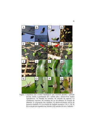 46 
Figura 1 Sequência dos eventos fenológicos que ocorrem durante o período
juvenil, desde a germinação até a planta apta a desenvolver órgãos
reprodurivos. A) Detalhe da semente; B) emissão da radícula; C)
cotilédones expostos; D) mudança de cor da plântula; E) fixação da
plântula; F) surgimento dos espinhos; G) desenvolvimento inicial do
primeiro cladódio; H, I) evolução do cladódio primário, J, K, L, M, N;
O) evolução dos espinhos nas aréolas e Q) emissão de novo cladódio
 