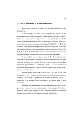 47 
3.2 Efeito da luminosidade na germinação de sementes
Houve interação entre os tratamentos e as épocas na germinação in vitro
(Tabela 1A).
A emissão da radícula marca o início da germinação (Figura 1B). As
plântulas com duas folhas cotiledonares são inicialmente brancas e tornam-se
verdes com a presença da luz. A plântula torna-se ereta após fixação da radícula,
os primeiros espinhos aparecem entre os cotilédones e o primeiro cladódio se
desenvolve entre eles, perpendicularmente (Figura 1 B, C, D, E, F, G, H, I). Os
cladódios que se desenvolvem a partir desse primeiro cladódio têm variação no
número de costelas e no número de espinhos presentes nas aréolas (Figura J, K,
L, M, N, O, P). O cladódio também se desenvolve de forma peculiar, crescendo
de forma espiralada, emitindo raízes adventícias neles para sua fixação.
A germinação in vitro na presença de luz foi de 66% na última semana
de avaliação, não ocorrendo germinação na ausência de luminosidade. Em todas
as épocas avaliadas, com excessão da primeira, a presença de luminosidade
influenciou positivamente a germinação (Tabela 2A). Esse resultado é
semelhante ao encontrado por Guisti et al. (2002) em Escobaria minima (69%),
no mesmo meio de cultura.
Embora Marcos Filho (2005) afirme que a luz não é um fator
imprescindível para o processo germinativo em sementes sem dormência, como
as pitaias, neste estudo, a germinação só ocorreu na presença de luz. A
temperatura e a umidade foram controladas e as mesmas para os dois
tratamentos.
Esse dado pode ser explicado por uma característica natural da espécie,
por ser uma espécie de florestas úmidas, em que a pitaia se desenvolvia sobre os
galhos de árvores. Neste ambiente em que a luminosidade é filtrada, a presença
de luz é uma condição especifíca para a germinação dessa frutífera.
 