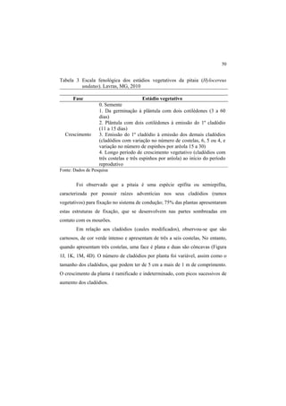 50 
Tabela 3 Escala fenológica dos estádios vegetativos da pitaia (Hylocereus
undatus). Lavras, MG, 2010
Fase Estádio vegetativo
Crescimento
0. Semente
1. Da germinação à plântula com dois cotilédones (3 a 60
dias)
2. Plântula com dois cotilédones à emissão do 1º cladódio
(11 a 15 dias)
3. Emissão do 1º cladódio à emissão dos demais cladódios
(cladódios com variação no número de costelas, 6, 5 ou 4, e
variação no número de espinhos por aréola 15 a 30)
4. Longo período de crescimento vegetativo (cladódios com
três costelas e três espinhos por aréola) ao início do período
reprodutivo
Fonte: Dados de Pesquisa
Foi observado que a pitaia é uma espécie epífita ou semiepifíta,
caracterizada por possuir raízes adventícias nos seus cladódios (ramos
vegetativos) para fixação no sistema de condução; 75% das plantas apresentaram
estas estruturas de fixação, que se desenvolvem nas partes sombreadas em
contato com os mourões.
Em relação aos cladódios (caules modificados), observou-se que são
carnosos, de cor verde intenso e apresentam de três a seis costelas, No entanto,
quando apresentam três costelas, uma face é plana e duas são côncavas (Figura
1J, 1K, 1M, 4D). O número de cladódios por planta foi variável, assim como o
tamanho dos cladódios, que podem ter de 5 cm a mais de 1 m de comprimento.
O crescimento da planta é ramificado e indeterminado, com picos sucessivos de
aumento dos cladódios.
 