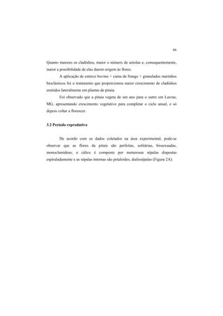 66
Quanto maiores os cladódios, maior o número de aréolas e, consequentemente,
maior a possibilidade de elas darem origem às flores.
A aplicação de esterco bovino + cama de frango + granulados marinhos
bioclásticos foi o tratamento que proporcionou maior crescimento de cladódios
emitidos lateralmente em plantas de pitaia.
Foi observado que a pitaia vegeta de um ano para o outro em Lavras,
MG, apresentando crescimento vegetativo para completar o ciclo anual, e só
depois voltar a florescer.
3.2 Período reprodutivo
De acordo com os dados coletados na área experimental, pode-se
observar que as flores da pitaia são perfeitas, solitárias, bissexuadas,
monoclamídeas; o cálice é composto por numerosas sépalas dispostas
espiraladamente e as sépalas internas são petaloides, dialissépalas (Figura 2A).
 