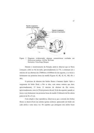 67
Figura 2 Diagrama evidenciando algumas características avaliadas em
Hylocereus undatus. A) Flor. B) Fruto
Ilustrações: Virna Braga Marques
Durante o monitoramento da floração, pode-se observar que as flores
começam a abrir no fim da tarde, aproximadamente às 17h, e continuam até o
máximo de sua abertura das 23h00min a 01h00min do dia seguinte, e se inicia o
fechamento nas primeiras horas da manhã (Figuras 4J, 4K, 4J, 4L, 4M, 4N, e
4O).
O processo de abertura dos botões florais é bastante rápido. Após o
surgimento do botão floral, a flor se abre, com antese noturna que dura,
aproximadamente, 15 horas. O máximo da abertura da flor ocorre,
aproximadamente, entre às 23h do primeiro dia até 1h do dia seguinte, quando se
inicia o seu fechamento nas primeiras horas da manhã. O diâmetro da flor aberta
pode ter de 28 a 31 cm.
Com relação à fase reprodutiva, observou-se que a emissão dos botões
florais se desenvolvem nas aréolas (gemas axilares), aparecendo um botão em
cada aréola e uma única vez. Os espinhos que protegiam esta aréola ficam
 