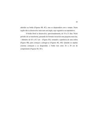 68
aderidos ao botão (Figuras 4B, 4C), mas se desprendem com o tempo. Nesta
região não se desenvolve mais nem um órgão, seja vegetativo ou reprodutivo.
O botão floral se desenvolve, aproximadamente, de 19 a 21 dias. Neste
período ele se transforma, passando do formato inicial de uma pequena meia lua,
- diâmetro de 0,5 a 0,7 cm – (Figura 4A), tomando a aparência de uma esfera
(Figura 4B), para começar a alongar-se (Figuras 4G, 4H). Quando as sépalas
externas começam a se desprender, o botão tem entre 26 a 28 cm de
comprimento (Figuras 4I e 4J ).
 