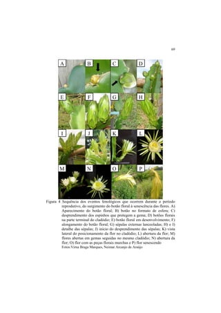 69
Figura 4 Sequência dos eventos fenológicos que ocorrem durante o período
reprodutivo, do surgimento do botão floral à senescência das flores. A)
Aparecimento do botão floral; B) botão no formato de esfera; C)
desprendimento dos espinhos que protegem a gema; D) botões florais
na parte terminal do cladódio; E) botão floral em desenvolvimento; F)
alongamento do botão floral; G) sépalas externas lanceoladas; H) e I)
detalhe das sépalas; J) início do desprendimento das sépalas; K) vista
lateral do posicionamento da flor no cladódio; L) abertura da flor; M)
flores abertas em gemas seguidas no mesmo cladódio; N) abertura da
flor; O) flor com as peças florais murchas e P) flor senescendo
Fotos:Virna Braga Marques, Neimar Arcanjo de Araújo
 