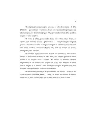 70
O estigma apresenta projeções carnosas, os lobos do estigma – de 20 a
27 lóbulos – que lembram os tentáculos de um polvo e os mantêm protegidos até
a flor atingir o pico de abertura (Figura 3B), aproximadamente às 23h, quando o
estigma se torna receptivo.
O ovário é ínfero, posicionado abaixo das outras partes florais, as
sépalas, com inúmeros óvulos – pluriovulado –, com placentação marginal,
quando a placenta se localiza ao longo da margem do carpelo de um ovário com
uma única cavidade, unilocular (Figura 3D), onde se inserem os óvulos,
interligados pelos funículos.
Os estames, órgãos masculinos da flor, são inúmeros e têm diversas
alturas; se posicionam em torno do tubo floral, mas sempre apresentam altura
inferior à do estigma único e central. As anteras são rimosas (abertura
longitudinal) de cor amarelo-clara (Figuras 3A e 3C). Essa diferença de altura
entre o estigma e as anteras é uma estratégia ecológica da planta que pode
dificultar a autopolinização, chamada de heterostilia.
Os mecanismos de atração de polinizadores têm afetado a evolução das
flores em cactos (GIBSON; NOBEL, 1986). Um desses mecanismos de atração
observado na pitaia é o odor doce que as flores brancas da pitaia exalam.
 