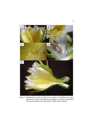 71
Figura 3 Detalhamento da flor de Hylocereus undatus. A) Detalhe dos órgãos
reprodutivos da flor; B) abertura do estigma; C) estames organizados
em torno do estilete; D) ovário ínfero; E) flor inteira e aberta
 
