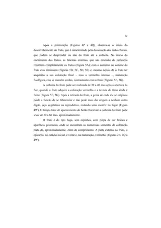 72
Após a polinização (Figuras 4P e 4Q), observa-se o início do
desenvolvimento do fruto, que é caracterizado pela dessecação dos restos florais,
que podem se desprender ou não do fruto até a colheita. No início do
enchimento dos frutos, as brácteas externas, que são extensão do pericarpo
recobrem completamente os frutos (Figura 5A); com o aumento do volume do
fruto elas diminuem (Figuras 5B, 5C, 5D, 5E) e, mesmo depois de o fruto ter
adquirido a sua coloração final – rosa a vermelho intenso –, maturação
fisológica, elas se mantêm verdes, contrastando com o fruto (Figuras 5F, 5G).
A colheita do fruto pode ser realizada de 30 a 40 dias após a abertura da
flor, quando o fruto adquire a coloração vermelha e a textura do fruto ainda é
firme (Figura 5F, 5G). Após a retirada do fruto, a gema de onde ele se originou
perde a função de se diferenciar e não pode mais dar origem a nenhum outro
órgão, seja vegetativo ou reprodutivo, restando uma cicatriz no lugar (Figura
4W). O tempo total de aparecimento do botão floral até a colheita do fruto pode
levar de 50 a 60 dias, aproximadamente.
O fruto é do tipo baga, sem espinhos, com polpa de cor branca e
aparência gelatinosa, onde se encontram as numerosas sementes de coloração
preta de, aproximadamente, 2mm de comprimento. A parte externa do fruto, o
epicarpo, no estádio inicial, é verde e, na maturação, vermelho (Figuras 2B, 4Q a
4W).
 