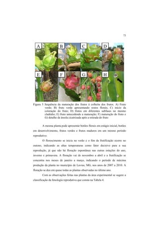 73
Figura 5 Sequência da maturação dos frutos à colheita dos frutos. A) Fruto
verde; B) fruto verde apresentando restos florais; C) início da
coloração do fruto; D) frutos em diferentes subfases no mesmo
cladódio; E) fruto antecedendo a maturação; F) maturação do fruto e
G) detalhe da áreola cicatrizada após a retirada do fruto
A mesma planta pode apresentar botões florais em estágio inicial, botões
em desenvolvimento, frutos verdes e frutos maduros em um mesmo período
reprodutivo.
O florescimento se inicia no verão e o fim da frutificação ocorre no
outono, indicando as altas temperaturas como fator decisivo para a sua
reprodução, já que não há floração espontânea nas outras estações do ano,
inverno e primavera. A floração vai de novembro a abril e a frutificação se
concentra nos meses de janeiro a março, indicando o período de máxima
produção da planta no município de Lavras, MG, nos anos de 2007 a 2010. A
floração se deu em quase todas as plantas observadas no último ano.
Com as observações feitas nas plantas da área experimental se sugere a
classificação da fenologia reprodutiva que consta na Tabela 4.
 
