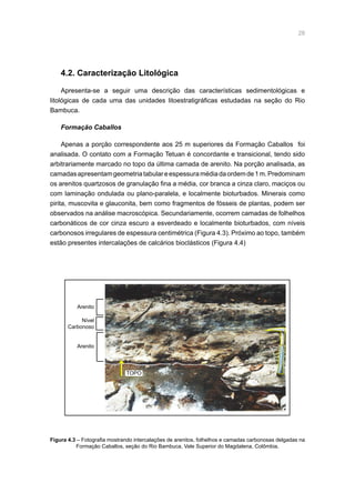 28
4.2. Caracterização Litológica
Apresenta-se a seguir uma descrição das características sedimentológicas e
litológicas de cada uma das unidades litoestratigráficas estudadas na seção do Rio
Bambuca.
Formação Caballos
Apenas a porção correspondente aos 25 m superiores da Formação Caballos foi
analisada. O contato com a Formação Tetuan é concordante e transicional, tendo sido
arbitrariamente marcado no topo da última camada de arenito. Na porção analisada, as
camadasapresentamgeometriatabulareespessuramédiadaordemde1m.Predominam
os arenitos quartzosos de granulação fina a média, cor branca a cinza claro, maciços ou
com laminação ondulada ou plano-paralela, e localmente bioturbados. Minerais como
pirita, muscovita e glauconita, bem como fragmentos de fósseis de plantas, podem ser
observados na análise macroscópica. Secundariamente, ocorrem camadas de folhelhos
carbonáticos de cor cinza escuro a esverdeado e localmente bioturbados, com níveis
carbonosos irregulares de espessura centimétrica (Figura 4.3). Próximo ao topo, também
estão presentes intercalações de calcários bioclásticos (Figura 4.4)
Figura 4.3 – Fotografia mostrando intercalações de arenitos, folhelhos e camadas carbonosas delgadas na
Formação Caballos, seção do Rio Bambuca, Vale Superior do Magdalena, Colômbia.
Arenito
Arenito
Nível
Carbonoso
TOPO
 